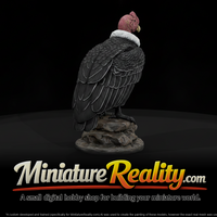 Andean Condor Male miniature, three-quarter view — thumbnail 1