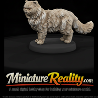 Longhair Persian Cat — thumbnail 2