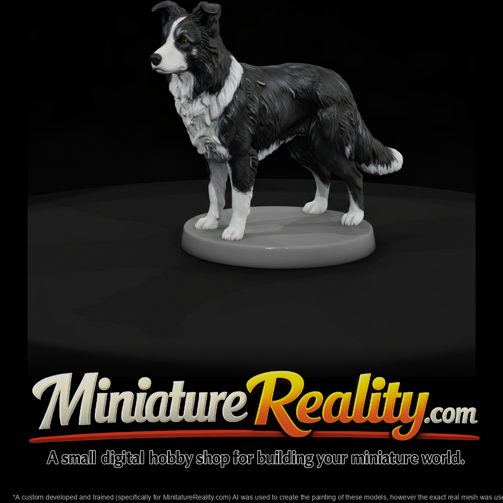 Standing Border Collie
