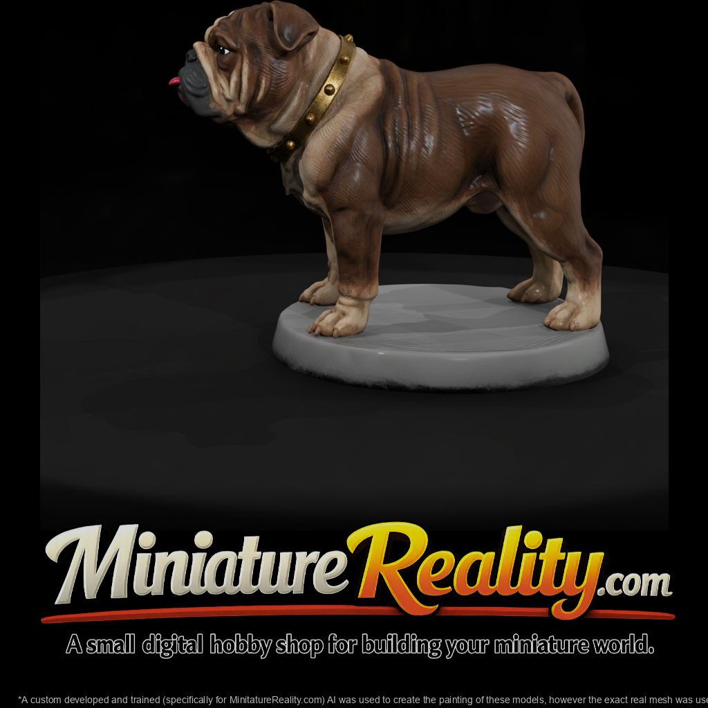 English Bulldog with Studded Collar