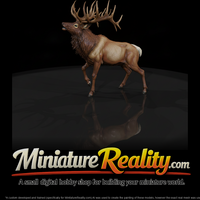 Male Elk — thumbnail 2