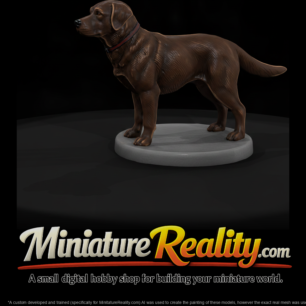 Standing Chocolate Labrador Retriever