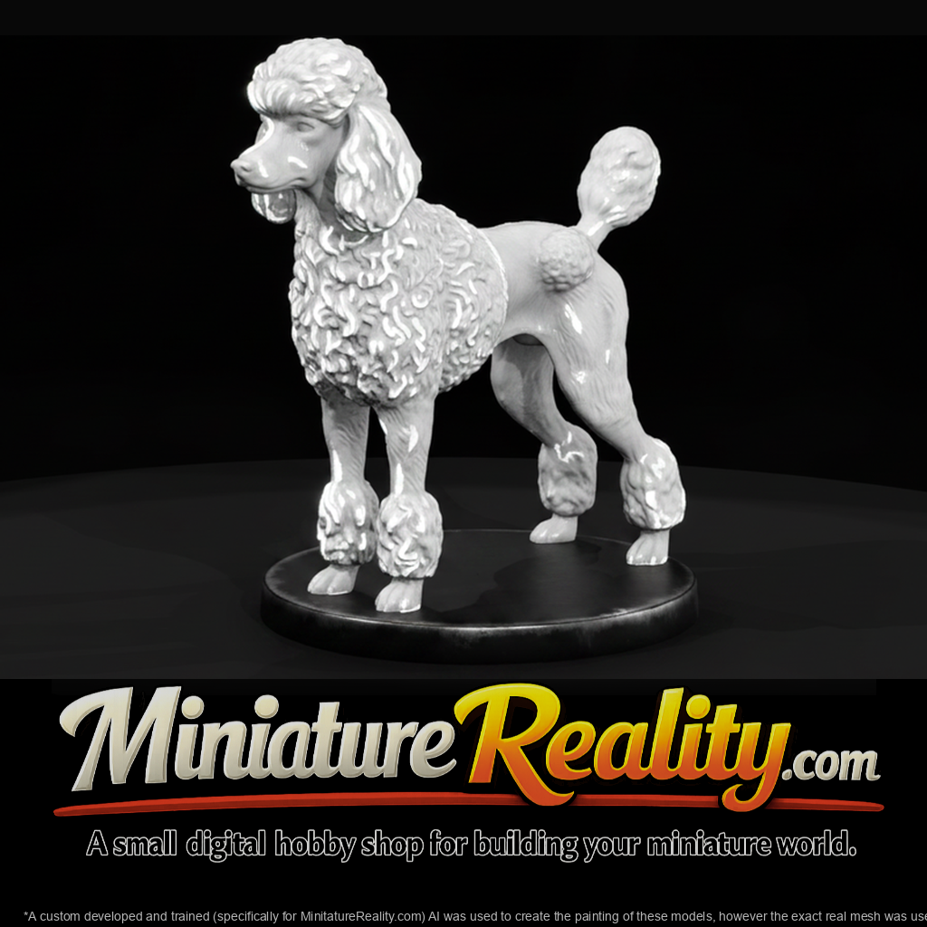 Standing Standard Poodle