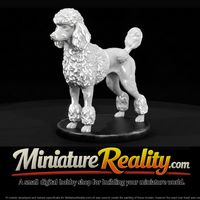 Standing Standard Poodle — thumbnail 3