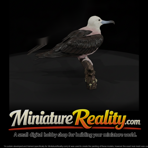 Ant 137 Frigatebird Female