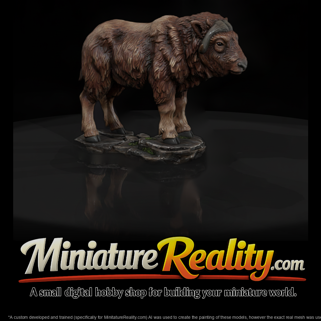 Adolescent Musk Ox