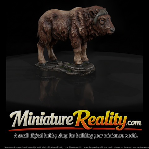 Adolescent Musk Ox