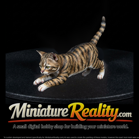Playful Domestic Cat