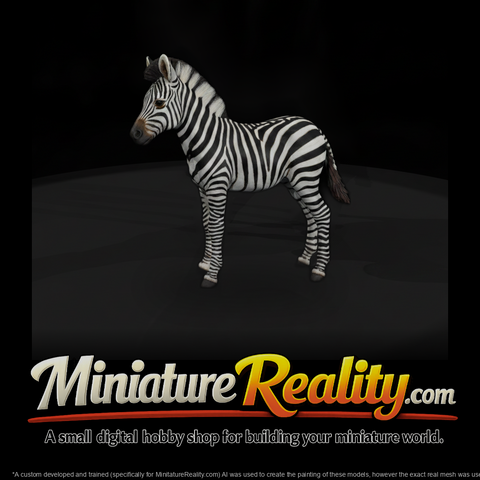 Young Plains Zebra