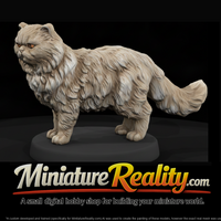 Longhair Persian Cat — thumbnail 1