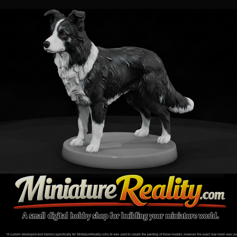 Standing Border Collie