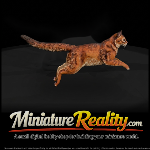 Somali Cat Set — Cats