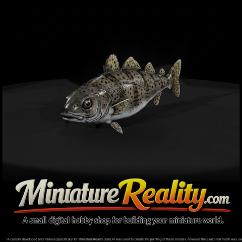 Spotted Drum Fish