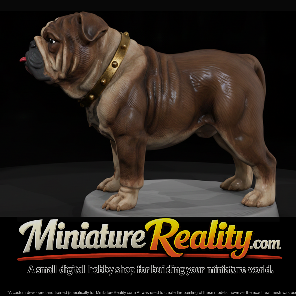 English Bulldog with Studded Collar