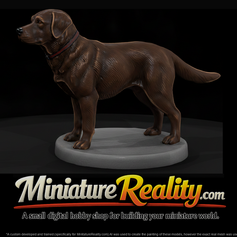 Standing Chocolate Labrador Retriever