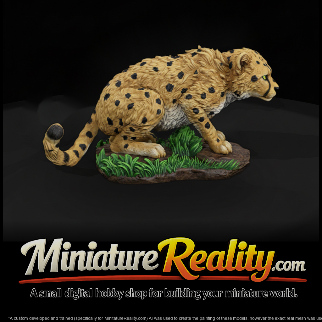 Young Cheetah Crouching
