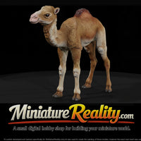 ant-216-dromedary-camel-adolescent-57b1e3 — thumbnail 1