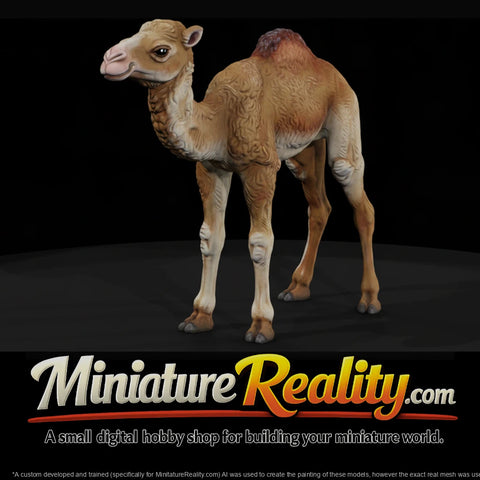 ant-216-dromedary-camel-adolescent-57b1e3