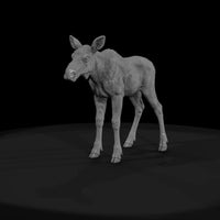 ant-048-moose-adolescent — thumbnail 2