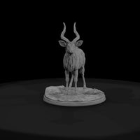 ant-244-nyala-male — thumbnail 2