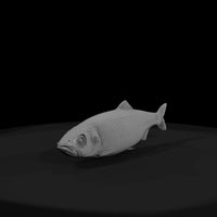 realistic-herring-fish-miniature-for-dioramas-displays-706325 — thumbnail 3