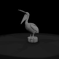 20260612-white-pelican-open-beak-6d77ccd036 — thumbnail 2