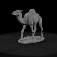 ant-215-dromedary-camel-female — thumbnail 2