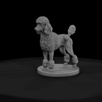 Standing Standard Poodle — thumbnail 4