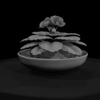 potted-african-violet-miniature-3d-printable-462562 — thumbnail 3