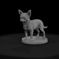 anim-09-chihuahua-039f8c — thumbnail 3