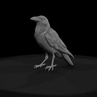 20260612-black-crow-bird-9e24e12319 — thumbnail 2