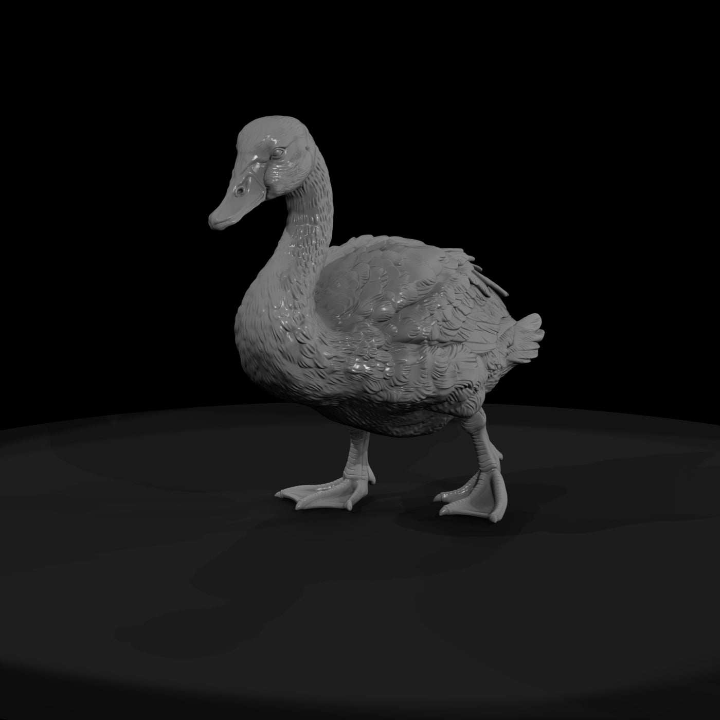 ant-123-mute-swan-adolescent