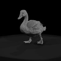 ant-123-mute-swan-adolescent — thumbnail 2