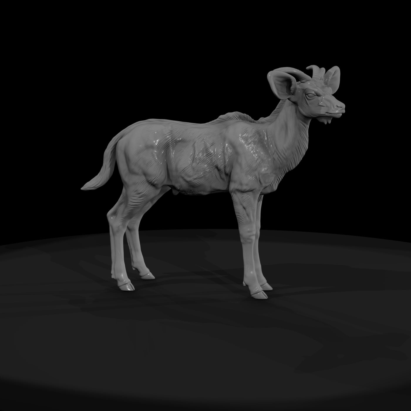 ant-069-greater-kudu-adolescent