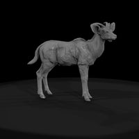 ant-069-greater-kudu-adolescent — thumbnail 2