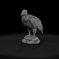 ant-297-andean-condor-adolescent — thumbnail 2
