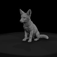ant-171-coyote-adolescent — thumbnail 2