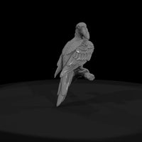 ant-284-scarlet-macaw-female — thumbnail 2