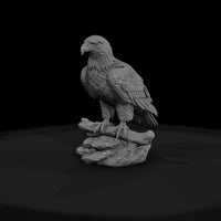 ant-112-bald-eagle-male — thumbnail 2