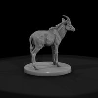 ant-234-sable-antelope-adolescent — thumbnail 2