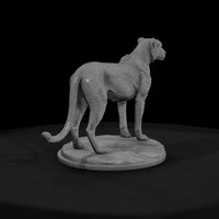 ant-010-cheetah-male — thumbnail 2