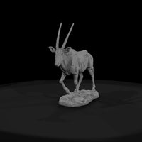 ant-230-gemsbok-female — thumbnail 2