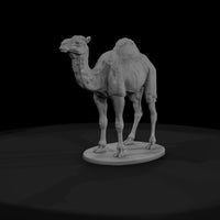 ant-214-dromedary-camel-male — thumbnail 2