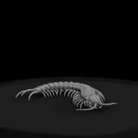ww-0341-animal-giant-centipede — thumbnail 2