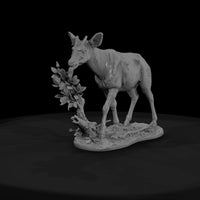 ant-251-okapi-female — thumbnail 2