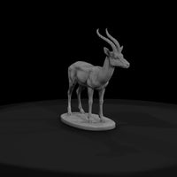ant-235-thomson-s-gazelle-male — thumbnail 2