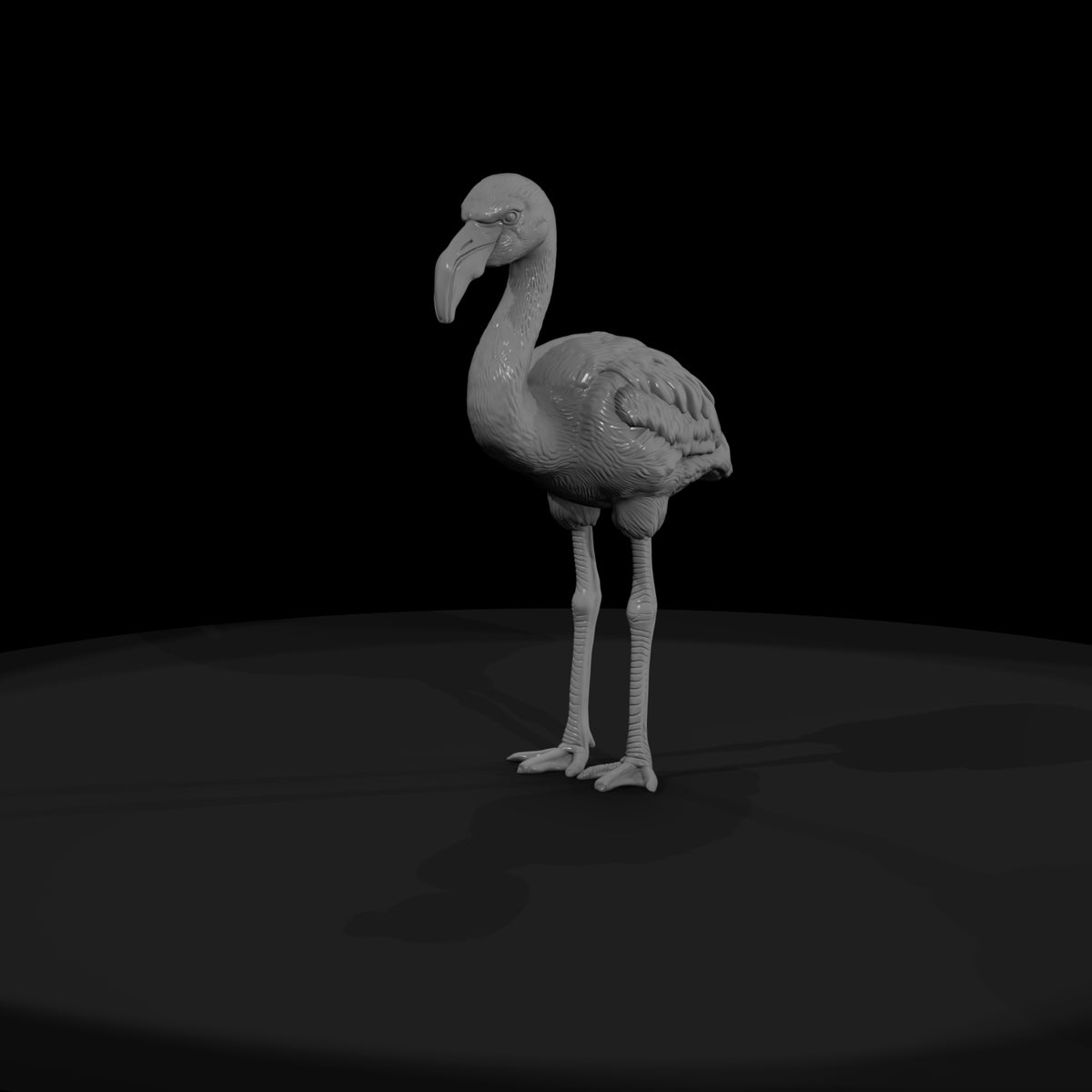 ant-129-greater-flamingo-adolescent
