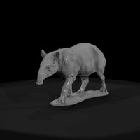 ant-254-malayan-tapir-female — thumbnail 2