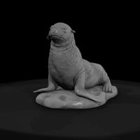 ant-140-sea-lion-female — thumbnail 2