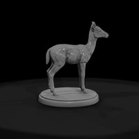 ant-066-impala-adolescent — thumbnail 2